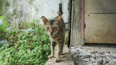 Bahçedeki sevimli evcil kedi. Seçici odaklanma. Doğal ortamdaki vahşi bir kedinin portresi. Otur, kalk, kapat..