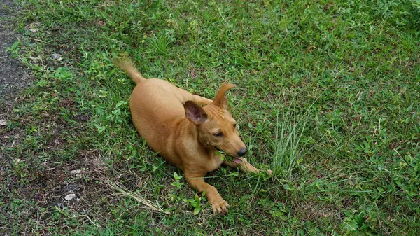 Brązowy Pies Siedzi Trawie Patrzy Coś Zielonej Trawie — Zdjęcie stockowe