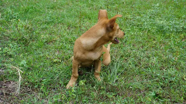 Den Bruna Hunden Sitter Gräset Och Tittar Något Det Gröna — Stockfoto