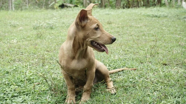 Anjing Coklat Duduk Rumput Dan Melihat Sesuatu Rumput Hijau — Stok Foto