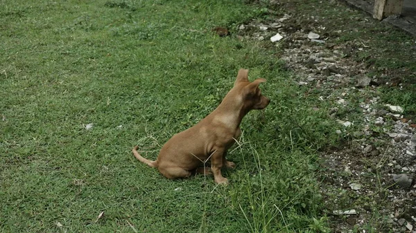 Brązowy Pies Siedzi Trawie Patrzy Coś Zielonej Trawie — Zdjęcie stockowe