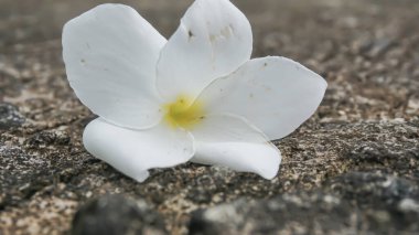 Çimento zemininde Frangipani çiçeği, yumuşak odak, seçici odak