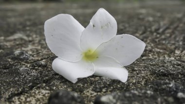 Çimento zemininde Frangipani çiçeği, yumuşak odak, seçici odak