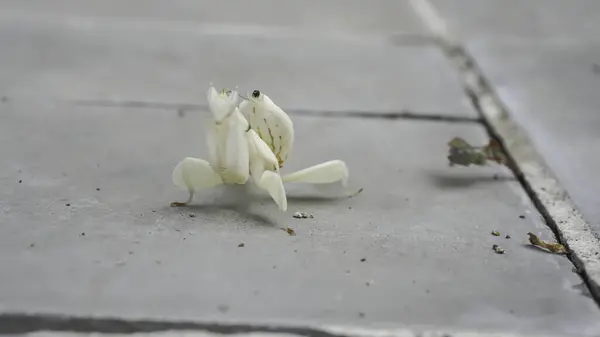 Grasshoppers Tile Floor Papaya Leaves Stems Background Indonesia — Stock Photo, Image