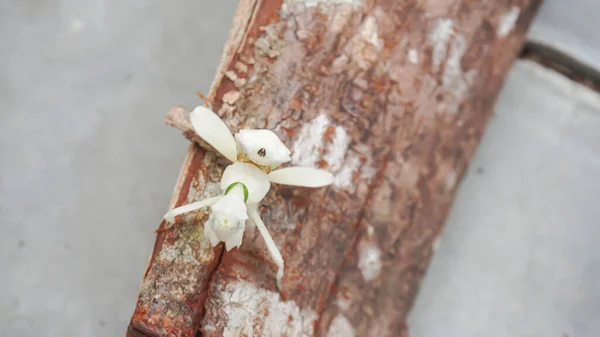 印度尼西亚 在一块木头上祈祷螳螂 — 图库照片