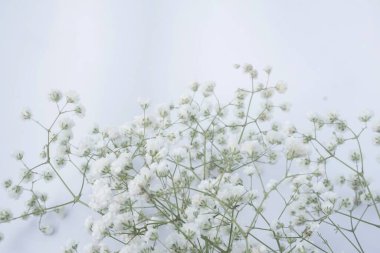 Beyaz bir arka planda beyaz bir bebeğin nefes çiçekleri. Yumuşak odak.