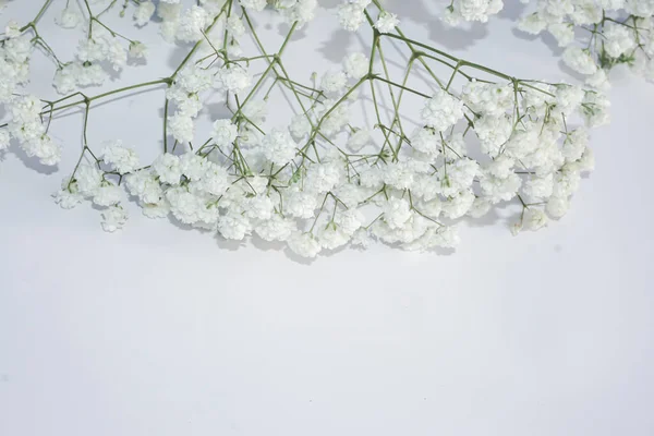 White baby's breath flowers on a white background. Soft focus.