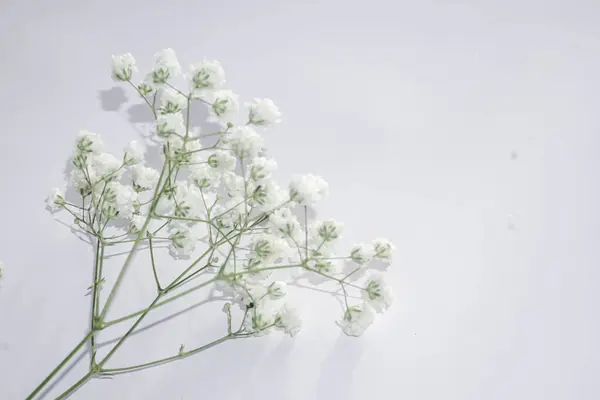 White baby\'s breath flowers on a white background. Soft focus.