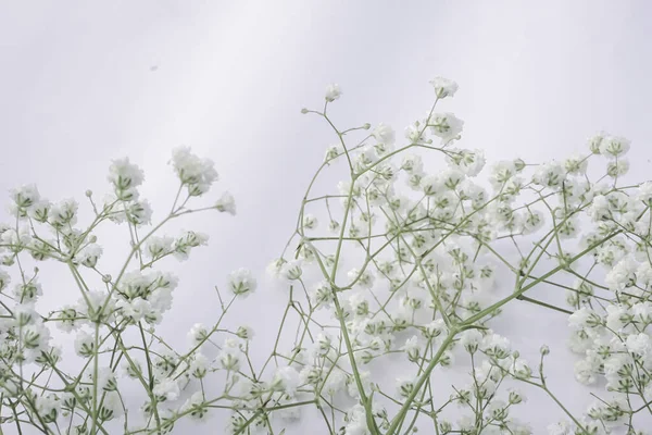 White baby's breath flowers on a white background. Soft focus.