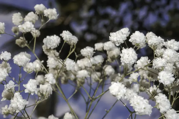 White baby\'s breath flowers on a black and sky background. Soft focus.