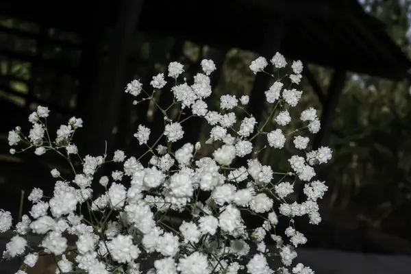 White baby\'s breath flowers on a black and sky background. Soft focus.