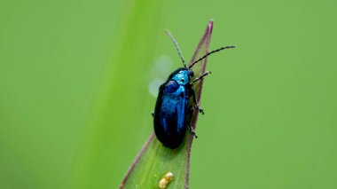 Agelastica alni Avrupa 'da, Kafkasya' da, Sibirya 'da, Kazakistan' ın kuzeydoğusunda ve 19. yüzyılda ABD 'ye tanıtıldı..
