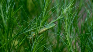 Tırtıllar benzersiz ve küçük fiziksel şekilli böceklerdir. Bu hayvanlar bahçedeki bitki yapraklarını çiğnemeyi severler. Ömrü boyunca, tırtıl şeklini bir kozadan güzel bir kelebeğe dönüştüren bir süreçten geçecek.