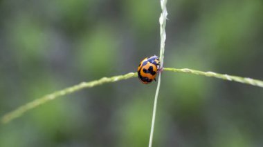 Koksi böcekleri, Coccinellidae familyasını oluşturan küçük böceklerdir. Seçici odaklanma. Küçük yuvarlak görünüşleriyle ve renkli sırtlarıyla kolayca tanınırlar ve bazı türlerde benekleri vardır..