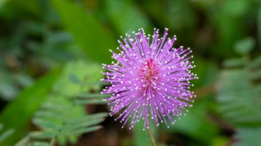 Utangaç prenses çiçeği ya da Mimosa pudica, yaprakları dokunulduğunda çabucak kapanan ya da kendi kendine solan yasal kabileye ait kısa bir çalıdır..