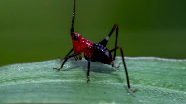 Kırmızı Hopper (Conocephalus melanus) yeşil bir yaprağa tünemiştir. Seçici odak.