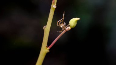 Bahçede ve bitki bölgesinde ağ ören bir örümcek..