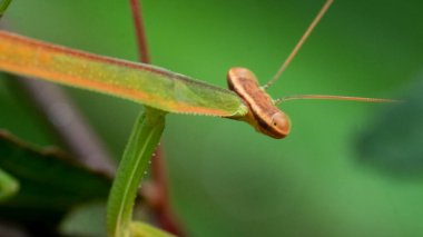 Tenodera aridifolia is a species of mantis in the subfamily Mantinae. The Chinese mantis. sinensis, was once considered to be a subspecies of T. aridifolia, but the species can be distinguished by the shape of male genitalia. clipart