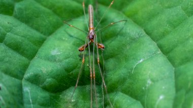 Tetragnatha montana, Tetragnathidae familyasından Palearctic dağılımına sahip bir örümcek türü..