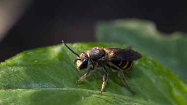 Nomia türleri orta büyüklükteki yuva yapan arılardır. Çoğu tür tek başına yuva yapar, ama bazı türler de dişi hayvanların yuvayı paylaştığı yerlerde yuva yapar ama kraliçe ya da işçi sınıfı yoktur..