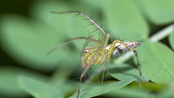 Oxyopes salticus, Vaşak örümceği familyasından Holarktik bölgede yaşayan bir örümcek türü. Yaşam alanı çimen ve yapraklı bitki örtüsü, çimen, ekin tarlaları ve sıra sıra ekinler olma eğilimindedir..