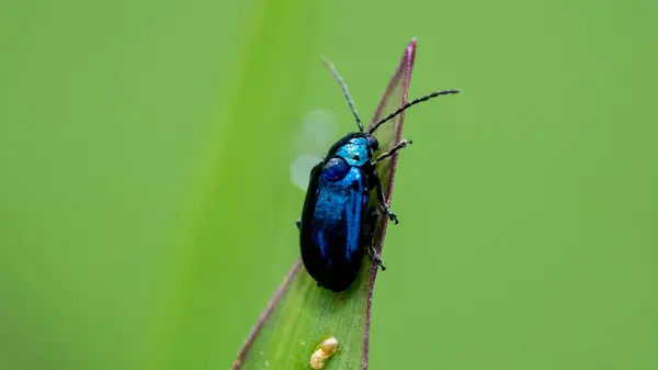 Agelastica alni Avrupa 'da, Kafkasya' da, Sibirya 'da, Kazakistan' ın kuzeydoğusunda ve 19. yüzyılda ABD 'ye tanıtıldı..