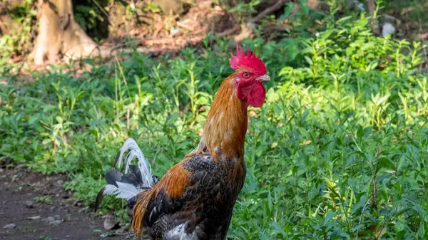 Tavuklar veya Gallus gallus domesticus genellikle etleri, yumurtaları ve tüyleri için saklanan kümes hayvanlarıdır..