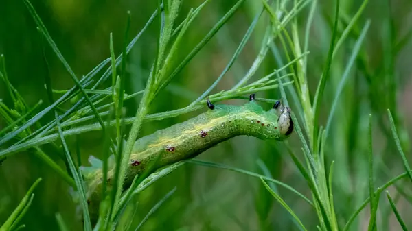 Tırtıllar benzersiz ve küçük fiziksel şekilli böceklerdir. Bu hayvanlar bahçedeki bitki yapraklarını çiğnemeyi severler. Ömrü boyunca, tırtıl şeklini bir kozadan güzel bir kelebeğe dönüştüren bir süreçten geçecek.