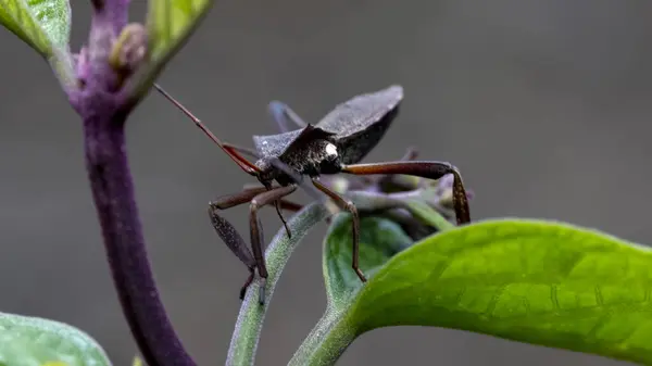 Coreid böceği (Koreidae familyası), ayrıca yaprak ayak böceği ya da kabak böceği olarak da bilinir, çoğu önemli bitki haşereleri olan ve yaygın olarak yayılan 2.000 böcek türünden herhangi biri..