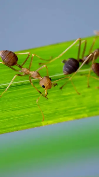 Ateş karıncaları karınca türlerinden biridir, yani Solenopsis cinsidir.