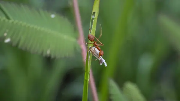 Ateş karıncaları karınca türlerinden biridir, yani Solenopsis cinsidir.