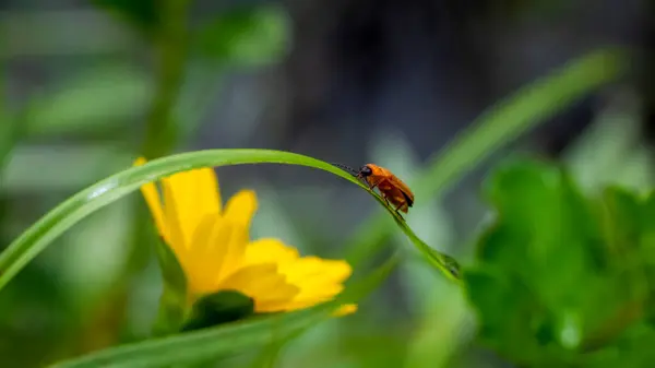 Ateş böcekleri, geceleri görülebilen parlak bir ışık yayabilen bir böcektir. Seçici Odaklanma.