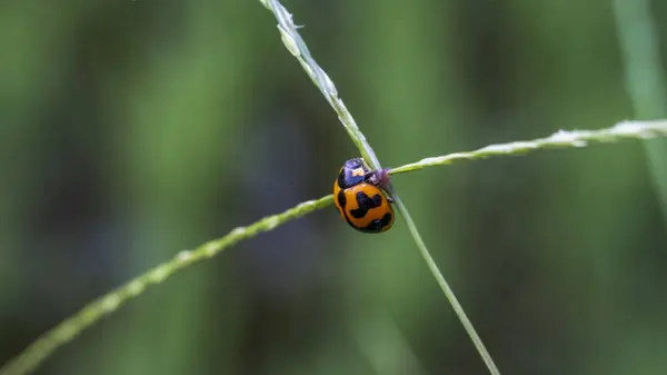 Koksi böcekleri, Coccinellidae familyasını oluşturan küçük böceklerdir. Seçici odaklanma. Küçük yuvarlak görünüşleriyle ve renkli sırtlarıyla kolayca tanınırlar ve bazı türlerde benekleri vardır..
