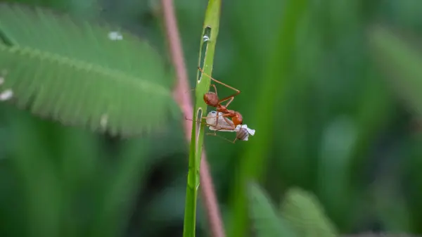 Ateş karıncaları karınca türlerinden biridir, yani Solenopsis cinsidir.