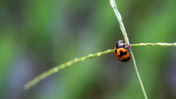 Koksi böcekleri, Coccinellidae familyasını oluşturan küçük böceklerdir. Seçici odaklanma. Küçük yuvarlak görünüşleriyle ve renkli sırtlarıyla kolayca tanınırlar ve bazı türlerde benekleri vardır..