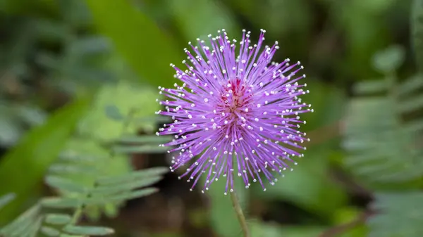 Utangaç prenses çiçeği ya da Mimosa pudica, yaprakları dokunulduğunda çabucak kapanan ya da kendi kendine solan yasal kabileye ait kısa bir çalıdır..