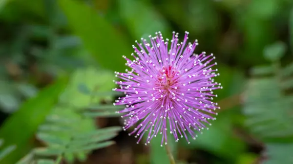 Utangaç prenses çiçeği ya da Mimosa pudica, yaprakları dokunulduğunda çabucak kapanan ya da kendi kendine solan yasal kabileye ait kısa bir çalıdır..