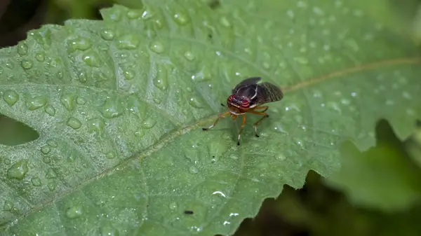 stock image Signal fly, Scholastes cinctus, family Platystomatidae perched on a green leaf.