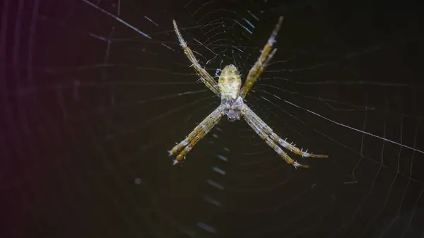Bahçede ve bitki bölgesinde ağ ören bir örümcek..