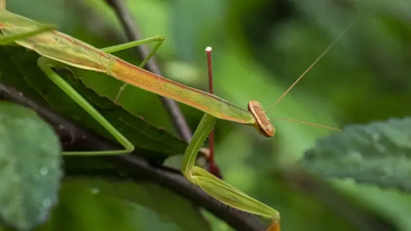 Tenodera aridifolia, Mantinae familyasından bir peygamberdevesi türüdür. Çin peygamberdevesi. Sinensis, bir zamanlar T. aridifolia 'nın bir alt türü olarak kabul edilirdi, ama tür, erkek üreme organının şekline göre ayırt edilebilir..