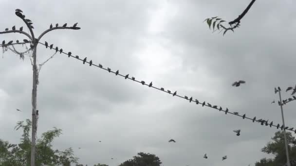 Gri Gökyüzü Arka Planında Elektrik Kablolarında Oturan Güvercinler — Stok video
