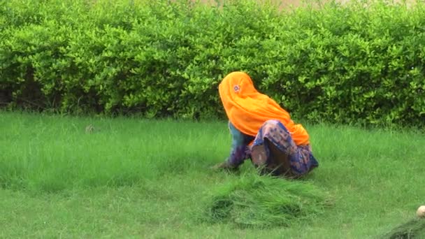收集青草的年轻印度妇女 — 图库视频影像