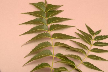 İlaç yaprakları, Azadirachta indica. Cilt bakımında, güzellik ürünlerinde ve kremlerde kullanılır.