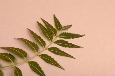 Medikal neem yaprağı, Azadirachta indica. Cilt bakımında, güzellik ürünlerinde ve kremlerde kullanılır.