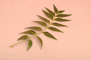 Medikal neem yaprağı, Azadirachta indica. Cilt bakımında, güzellik ürünlerinde ve kremlerde kullanılır.