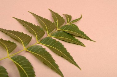 Medikal neem yaprağı, Azadirachta indica. Cilt bakımında, güzellik ürünlerinde ve kremlerde kullanılır.