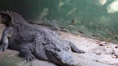 Hayvanat bahçesindeki timsah hayvan, hayvan konsepti.