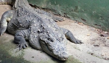 Hayvanat bahçesindeki timsah hayvan, hayvan konsepti.