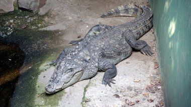 Hayvanat bahçesindeki timsah hayvan, hayvan konsepti.