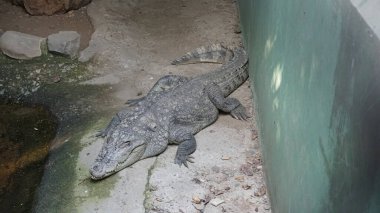 Hayvanat bahçesindeki timsah hayvan, hayvan konsepti.